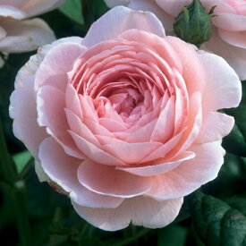 楽天市場 ピンク 植物の種類バラ 花の苗物 苗物 ガーデニング 農業 花 ガーデン Diyの通販