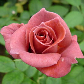 予約苗 バラ苗 【ブラックティー 】 (大苗) ハイブリッドティー 四季咲き 大輪 ブラウン系 国産苗 6号スリット鉢 【2026年1月中旬順次配送】