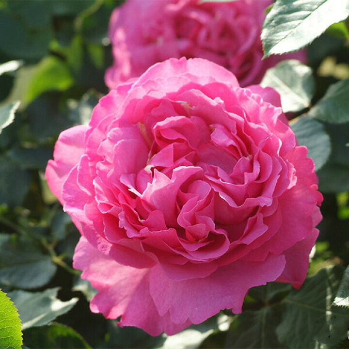 楽天市場 バラ苗 つるイブピアッチェ 国産大苗6号スリット鉢つるバラ 一季咲き大輪 ピンク系 バラ専門店 ザ ローズショップ