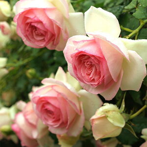 yubNtCf[ |Cg10{Iz \c oc ysG[hDT[z (c) o Ԃ炫  Fn sNn CA Yc 6Xbg y2026N1{z