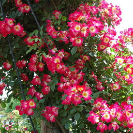 [訳あり] バラ苗 【カクテル】 (アウトレット苗) つるバラ 四季咲き 中輪 複色系 黄色系 赤系 メイアン 6号スリット鉢 強健 病気に強い 耐病性あり