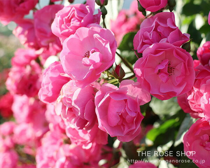 楽天市場 アウトレット 苗b バラ苗 つるアンジェラ 6号スリット鉢 つるバラ Cl 四季咲き小輪 ピンク系 バラ専門店 ザ ローズショップ