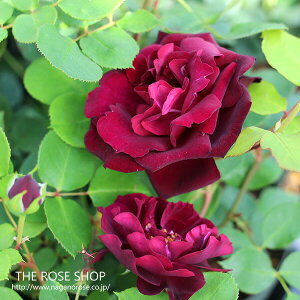 oc yC14z (c) to_ lG炫  n I[h[Y Yc 6Xbg   aCɋ ϕa