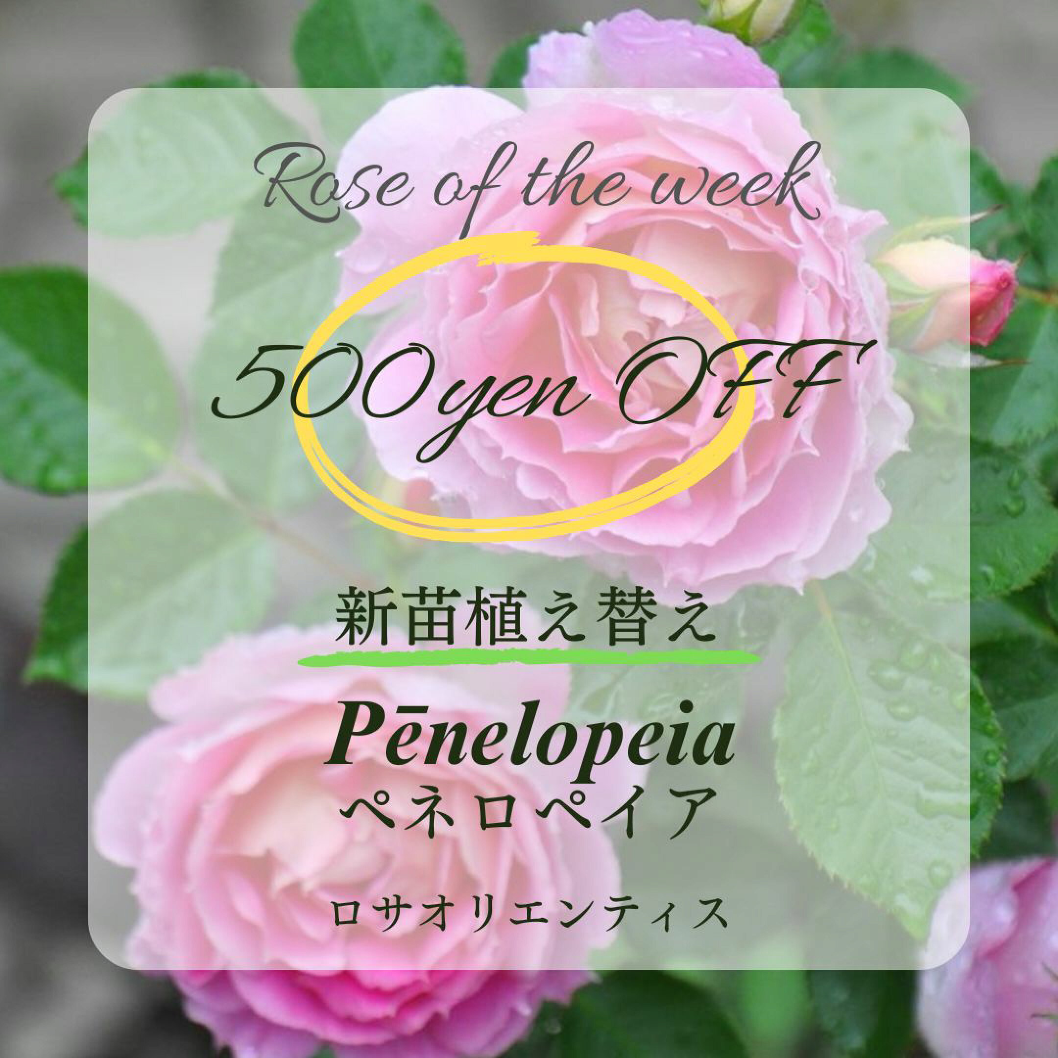 今週のお得なバラ苗