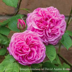 �\��c �o���c �y�K�[�g���[�h�W�F�L���z (��c) �V�����u ���鐫 �Ԃ�炫 ��� �s���N�n �C���O���b�V�����[�Y ER6L��p�p�� ���� ���� �a�C�ɋ��� �ϕa������ �y2026�N1�����{�����z���z