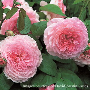 \c oc yWF[YMEFCz (c) Vu 鐫 Ԃ炫  sNn CObV[Y ER6Lpp y2026N1{zz