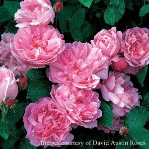 \c oc yA[[Yz (c) Vu 鐫 Ԃ炫  sNn CObV[Y ER6Lpp   aCɋ ϕa y2026N1{zz