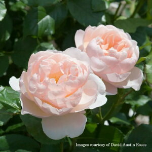 \c oc yUVFp[fXz (c) Vu 鐫 Ԃ炫  sNn CObV[Y ER6Lpp  aCɋ ϕa y2026N1{zz