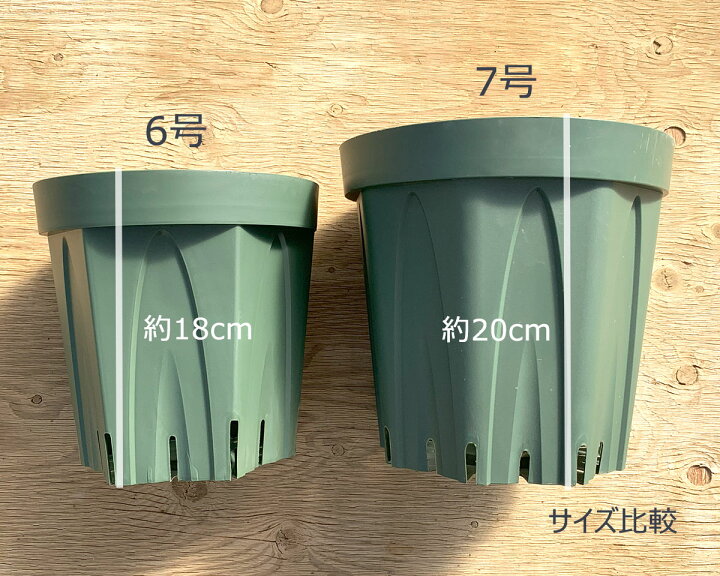 楽天市場】6号スリット鉢（18センチ） / 1鉢 / 5鉢セット : バラ専門店 