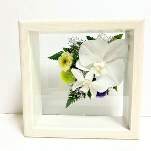 Mtg vU[uht[ ~ V~   蕨 Cxg  Ӓ ft@ JX~\E