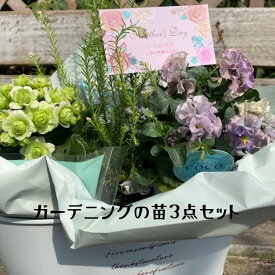 夏 苗 ガーデニング お花 寄せ植え プレゼント ギフト プレゼント 誕生日 記念日