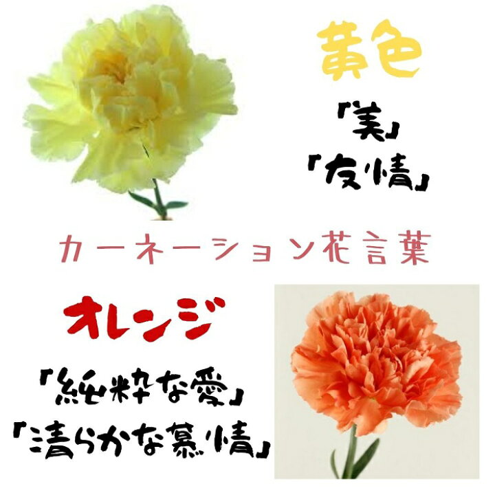 楽天市場 一輪花 花束贈呈 1本 カーネーション 学校行事 送別 先生 卒業 謝恩会 プレゼント ギフト 卒園 卒部 卒団 生花 一輪 友達 ピアノ 発表会 スケートリンク 投げる フラワー お任せ 新鮮 人気 生花 イベント 周年記念 ｒｏｓｅｔｔａ