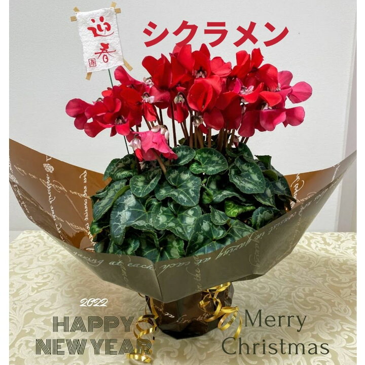 楽天市場 シクラメン 鉢植え 5号鉢 ピンク のシクラメン 赤いシクラメン 白いシクラメン ラッピング 冬の花 贈り物 誕生日 プレゼント お母さんへ 送料無料 冬のギフト ｒｏｓｅｔｔａ