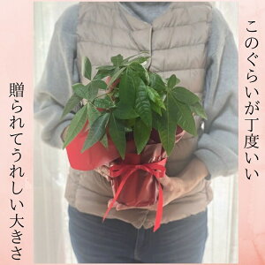 観葉植物 プレゼント 男性の人気商品 通販 価格比較 価格 Com