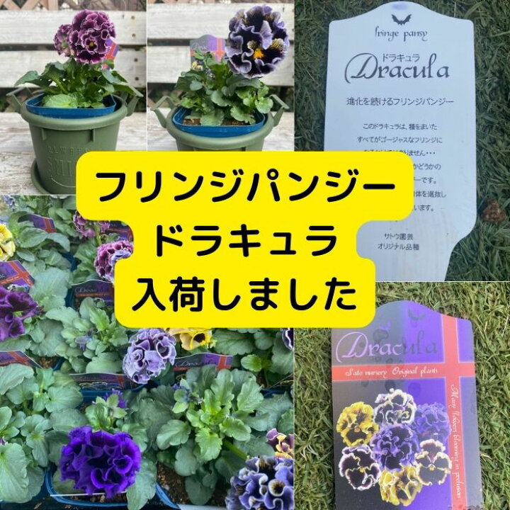 楽天市場 パンジー ドラキュラ 希少 紫系 カワイイ フリル咲 ガーデニング ハンギング 寄せ植え フリフリパンジー ｒｏｓｅｔｔａ