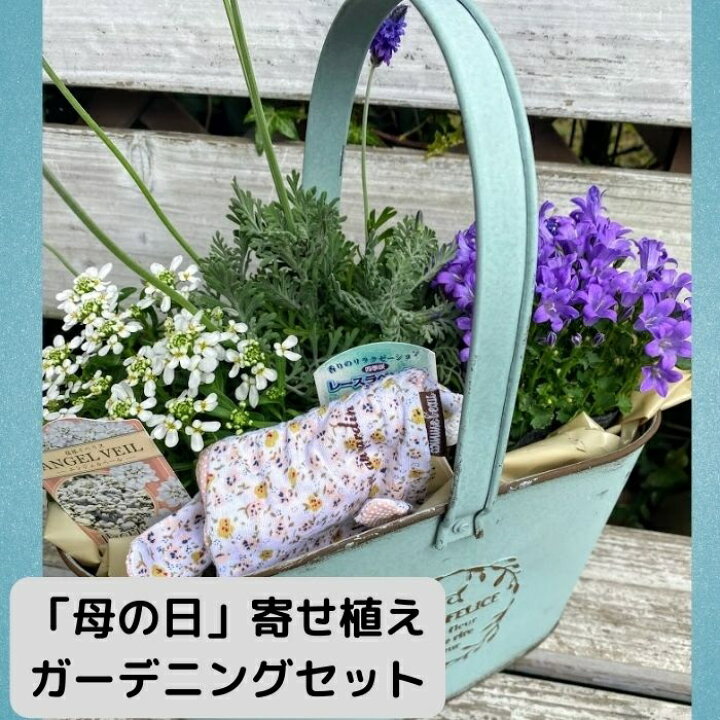 楽天市場 寄せ植えセット プレゼント ギフト 苗 ガーデニング 妻へ 姑へ フラワーアレンジメント 季節の苗 rosetta 楽天市場 寄せ植えセット プレゼント ギフト 苗 ガーデニング 妻へ 姑へ フラワーアレンジメント 季節の苗 rosetta