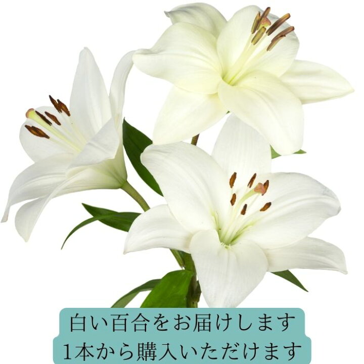 楽天市場 百合 ユリ 生花 一輪 カサブランカ シベリア カステラーニ ザンベジ 自宅用 飾る 切り花 花瓶に生ける 贈り物 プレゼントギフト 誕生日 記念日 結婚記念日 お礼 退職祝い ｒｏｓｅｔｔａ