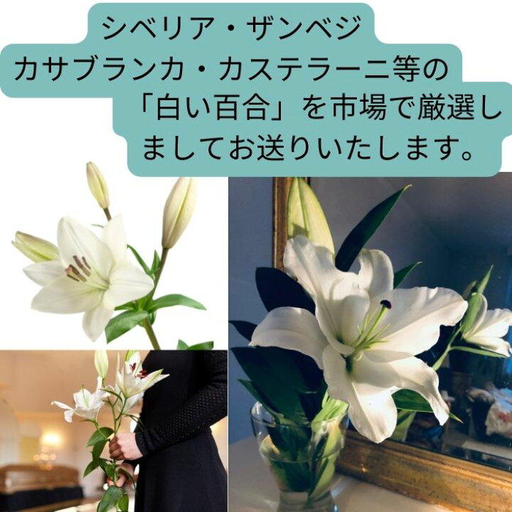 楽天市場 百合 ユリ 生花 一輪 カサブランカ シベリア カステラーニ ザンベジ 自宅用 飾る 切り花 花瓶に生ける 贈り物 プレゼントギフト 誕生日 記念日 結婚記念日 お礼 退職祝い ｒｏｓｅｔｔａ