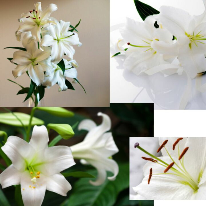 楽天市場 百合 ユリ 生花 一輪 カサブランカ シベリア カステラーニ ザンベジ 自宅用 飾る 切り花 花瓶に生ける 贈り物 プレゼントギフト 誕生日 記念日 結婚記念日 お礼 退職祝い ｒｏｓｅｔｔａ