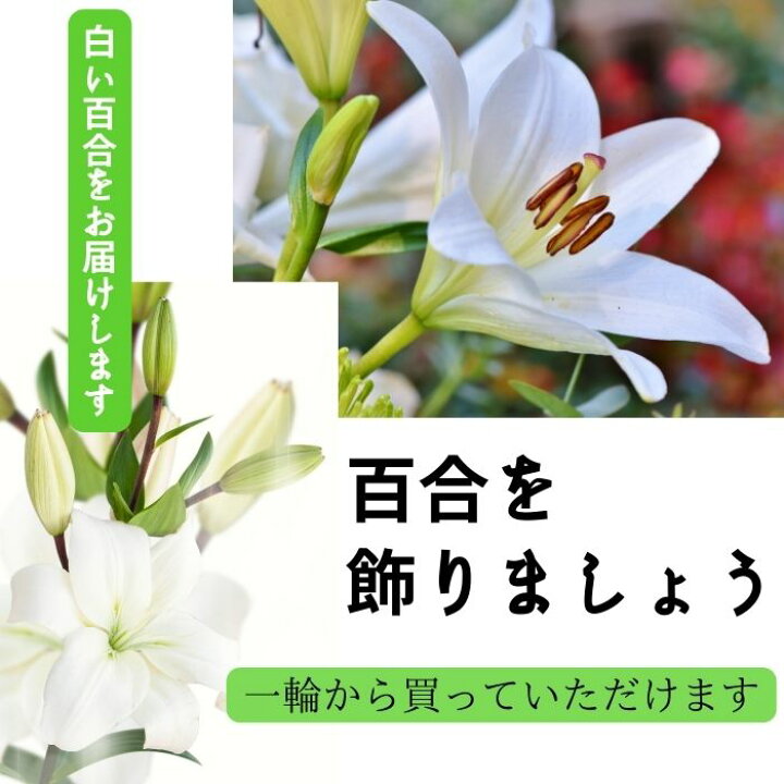 楽天市場 百合 ユリ 生花 一輪 カサブランカ シベリア カステラーニ ザンベジ 自宅用 飾る 切り花 花瓶に生ける 贈り物 プレゼントギフト 誕生日 記念日 結婚記念日 お礼 退職祝い ｒｏｓｅｔｔａ