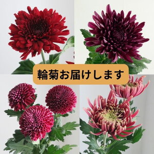 夏 菊 生花 一輪菊 お盆 新盆 お悔み お香典 仏壇花 お墓参り