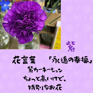  ։  ԑ 1{ J[l[V wZs  搶  Ӊ v[g Mtg   c   FB@sAm \ XP[gN  t[ C VN 