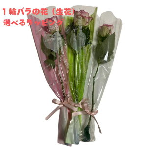 1։ o  rose ԑ 搶 5{  Ӊ  \  c ސE ԑ Cxg mxeB J[l[V 5 ꂳ }} Ȃ ΂ Ƃ `