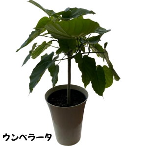 ϗtA A Ex[^  A Mtg  v[g lC  킢