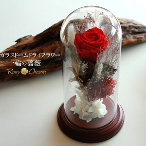 KXh[ hCt[ 1{ vU[uht[ o a v[g  LO v|[Y j 1 KN Mtg BOX ͂Ȃ   { 蕨  _Ch 