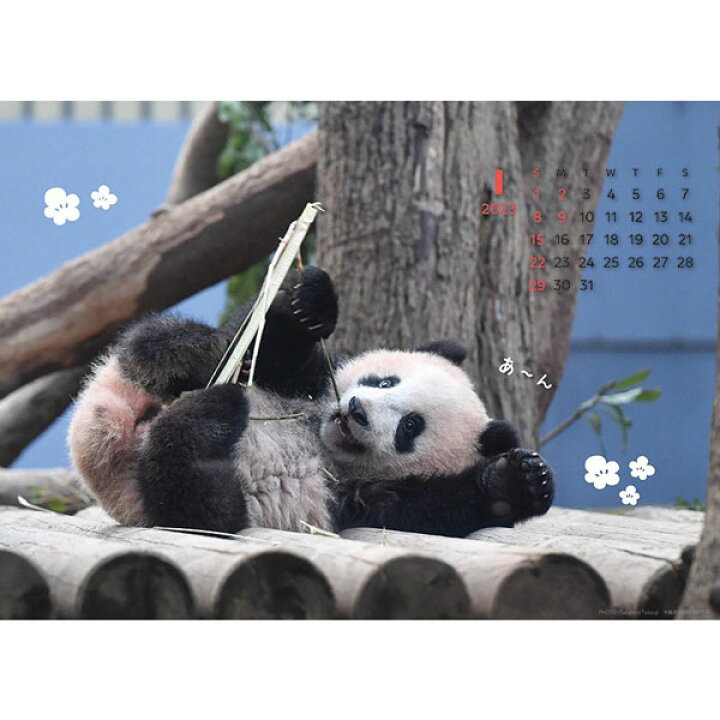 楽天市場 23年カレンダーシャンシャン ネコポス便可 かれんだー ぱんだグッズ 中国 中華街 可愛い シャンシャン レイレイ 赤ちゃんパンダ Love Panda Calendar Ro13 パンダまん老維新中華街大通り本店