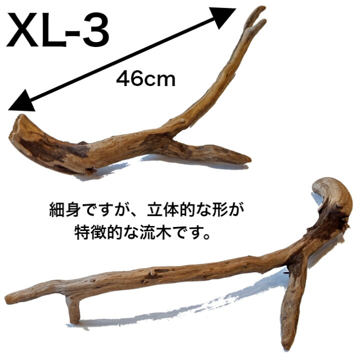 楽天市場 10 Off 流木 Xl 大 送料無料 インテリア ディスプレイ 自然 形が選べる 国産 Diy 水槽 直線 株 アクアリウム 店舗 什器 工作 送料込み 工作 アク抜き済 乾燥 大 中 小 S M L 流木 流木 特大 日本産