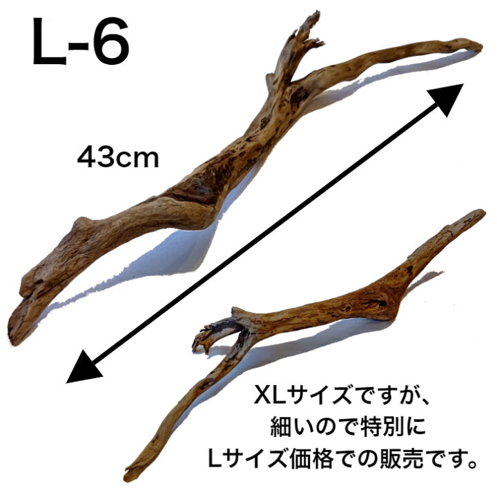 楽天市場 流木 L 大 送料無料 天然流木 形が選べる 流木 ディスプレイ 自然 国産 Diy 水槽 インテリア 直線 株 塊 アクアリウム 店舗 什器 送料込み 流木 アク抜き済 乾燥 大 中 小 S 流木 特大 日本産 曲 まっすぐ