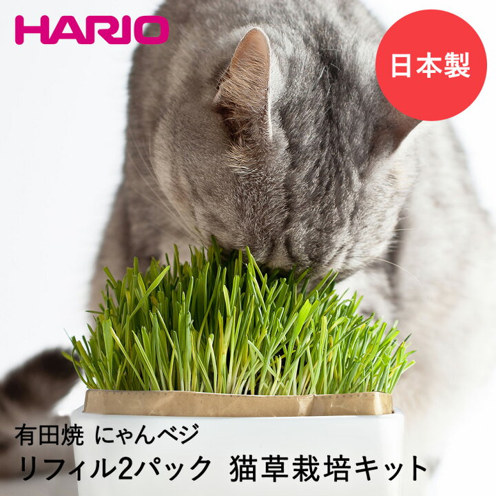 楽天市場 猫草栽培キットにゃんベジセットｎ 猫草 Hario 日本製 有田焼 土いらず エン麦 猫 おやつ ペット ペット用品 ペットグッズ ペット用 餌 エサ えさ キャットフード ペットフード ねこ 猫用品 栽培キット 栽培セット 植物 フード 猫の餌 猫用おやつ 猫用 草