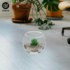 観葉植物 ガラス 鉢の人気商品 通販 価格比較 価格 Com
