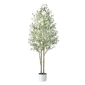 yzϗtA y180cmztFCNO[ ^G} CeA Ƃ̒ɒulHϗtA  bȂ sṽz[  Lb` ItBX I[u tFC