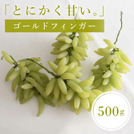 【お中元 フルーツ ギフト 早割 300割】誕生日 ぶどう 訳あり ゴールドフィンガー 500g 岡山 冷蔵便 フルーツギフト 果物 シャインマスカット 誕生日プレゼント おしゃれ