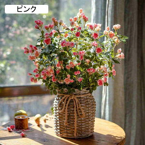 tFCNt[fR[V  sN VNn AWg z[ EFfBO ItBX CeA tFCNO[ Z^[s[Xe[up̉ԕȓ Sn