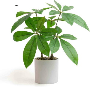 ϗtA tFCNO[ CeA lHϗtA ϗt ԁypL K̖؁z35cm  ItBX A A   K̖