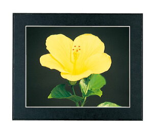 FUJICOLOR z }bgplDX A3 ؐ ubN 504730