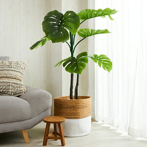 yő5000~N[|X[p[Z[zJo[ JS  i` AWA AWAG v^[Jo[ oXPbg  [  k  [ t[r[ LTC