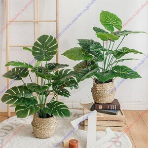  ԑ lHϗtA u[P ͂Ȃ VN INS ʐ^Be j v[g CeA   iX ɓKplHϗtAlHA CeA  b炸 