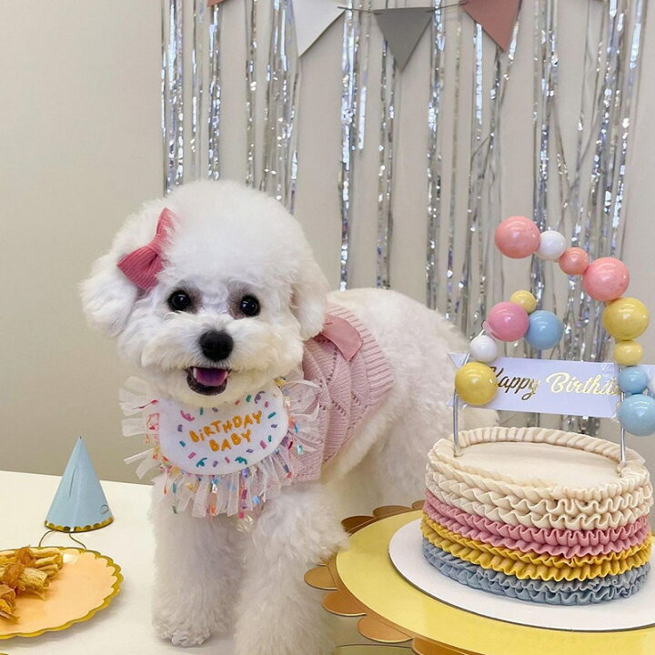 市場 犬用スタイ 猫 わんこ お祝い 帽子 撮影 ハッピーバースデー 犬 写真 誕生日