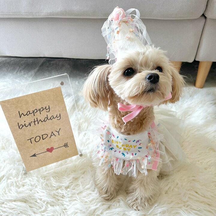 犬用スタイ 誕生日 写真 帽子 わんこ 猫 お祝い 撮影 ハッピーバースデー 犬