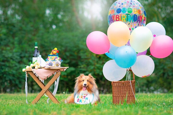 喜ばれる誕生日プレゼント ハッピースタイ ｓサイズ 誕生日 ハッピーバースデー 犬用 わんこ お祝い 写真 撮影 スタイ 猫 コスプレ 洋服 可愛い フリフリ Happybirthday Dprd Jatimprov Go Id