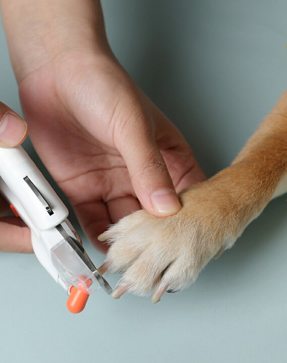 楽天市場】猫 爪切り ギロチン ペット用爪切り LEDライト 犬 猫 USB充電 ネイルックカッター 飛び散りガード ヤスリ付き 軽量 爪 お手入れ 犬 猫適用 つめ切り : RUNELVES 楽天市場】猫 爪切り ギロチン ペット用爪切り LEDライト 犬 猫 USB充電 ネイルックカッター 飛び散りガード ヤスリ付き 軽量 爪 お手入れ 犬 猫適用 つめ切り : RUNELVES