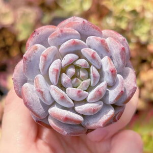 A  V _ ϗtA CeA O[ GPxA Z_ AGI