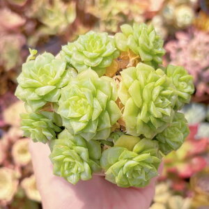 多肉植物 ホワイトスワン 群生 新入荷 るる農園 観葉植物 インテリア グリーン エケベリア セダム アエオ