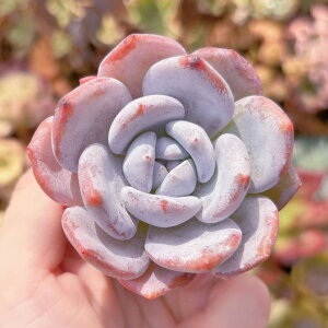 A ~NeB[ V _ ϗtA CeA O[ GPxA Z_ AGI