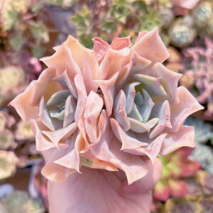 A NW V _ ϗtA CeA O[ GPxA Z_ AGI