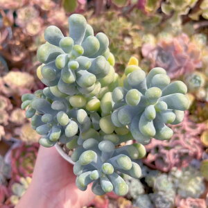 A oiil Q V _ ϗtA CeA O[ GPxA Z_ AGI